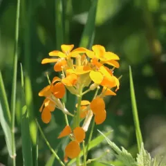 Western Wallflower thumbnail 3