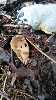 Helvella costifera thumbnail 4