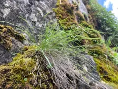 narrowleaf wildparsley thumbnail 2