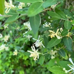 Morrow's honeysuckle thumbnail 4