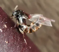 Aleochara tristis thumbnail 2