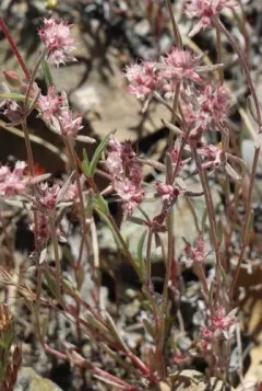 pink spineflower thumbnail 2