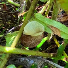 Oregon forestsnail thumbnail 3