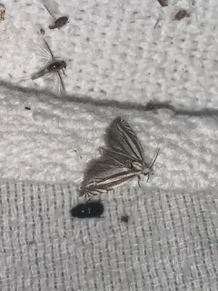 Striated Eucosma Moth thumbnail 4