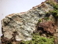 Macoun's Wart Lichen thumbnail 1