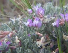 Torrey's milkvetch thumbnail 2