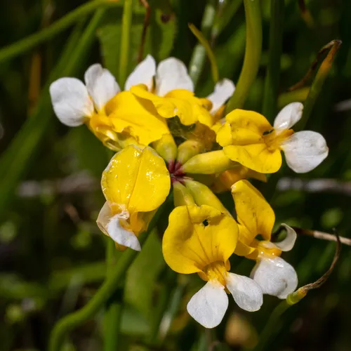 Meadow Bird's Foot Trefoil