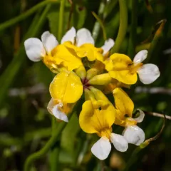 Meadow Bird's Foot Trefoil thumbnail 1