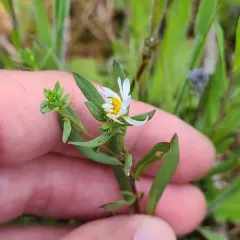 Hall's Aster thumbnail 4