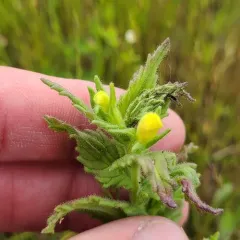 Yellow Glandweed thumbnail 4