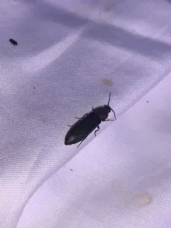 Two-punctured Click Beetle thumbnail 2