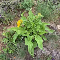 deltoid balsamroot thumbnail 2