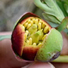 Brown's Peony thumbnail 3