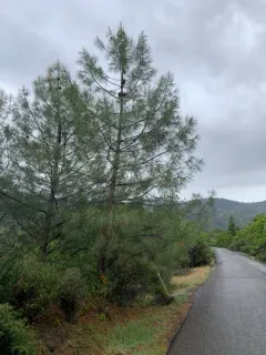 gray pine thumbnail 3