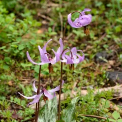 henderson's fawn lily thumbnail 2