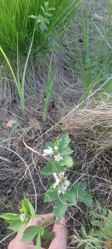 Michigan dewberry