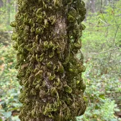 dendroalsia moss thumbnail 2