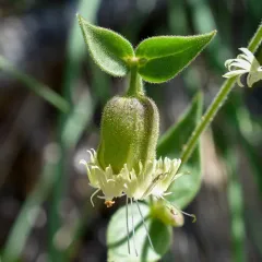 Campanulate Campion thumbnail 2