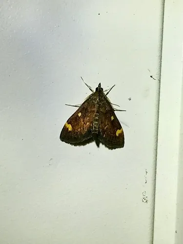 Generous Pyrausta Moth