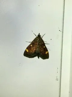 Generous Pyrausta Moth thumbnail 1