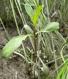 Scouler's Monkeyflower thumbnail 3