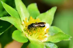 Ceratina dupla thumbnail 2