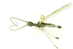 Negha longicornis thumbnail 3