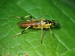 Xylomya tenthredinoides thumbnail 2