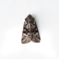 Snaky Arches Moth thumbnail 2