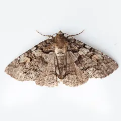 Pine False Looper Moth thumbnail 2