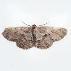 Large Purplish Gray thumbnail 2