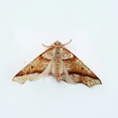 Hollow-spotted Plagodis Moth thumbnail 3