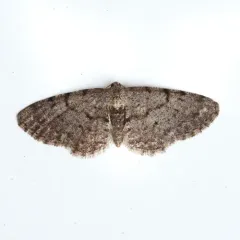 Four-barred Gray thumbnail 3