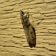 Gooseberry Fruitworm Moth thumbnail 3