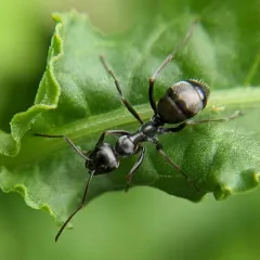 Silky Field Ant thumbnail 4