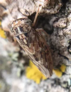 Liocratus moniliferae thumbnail 4