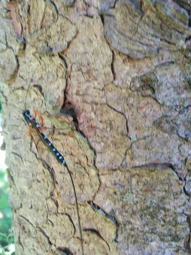Sabre Wasp