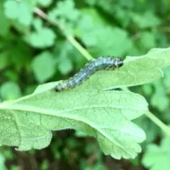 Imported Currantworm thumbnail 2