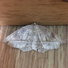 Curved-toothed Geometer Moth thumbnail 2