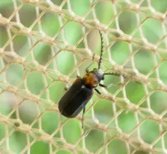 Eucrada humeralis thumbnail 2