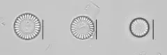Stephanocyclus meneghinianus thumbnail 3