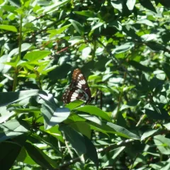 Lorquin's Admiral thumbnail 4