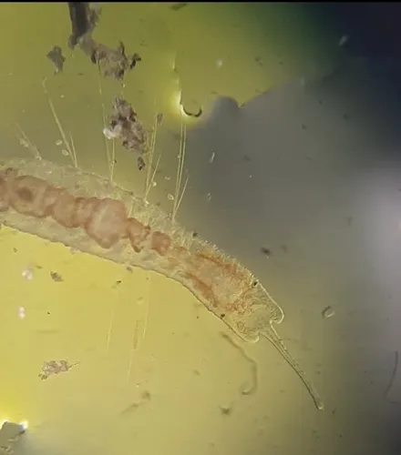 Stylaria lacustris