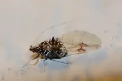 Drepanaphis carolinensis thumbnail 3