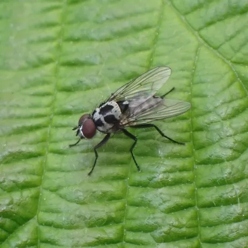 Anthomyia procellaris