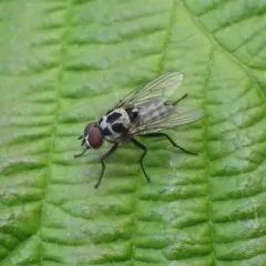 Anthomyia procellaris thumbnail 1