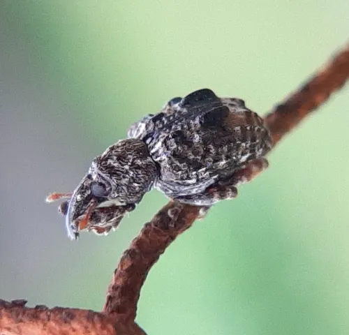 Plum Curculio