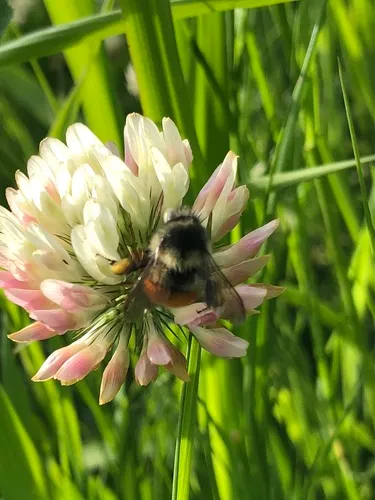 Micheli's clover