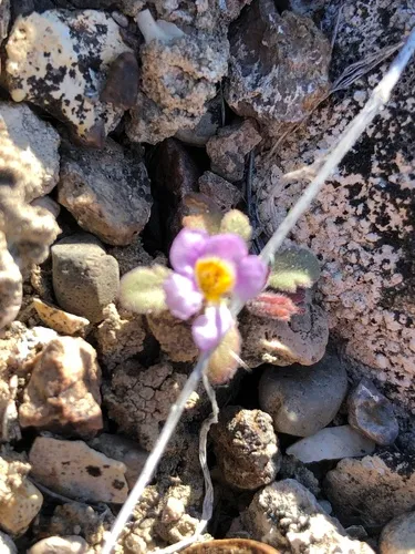 naked-stemmed phacelia