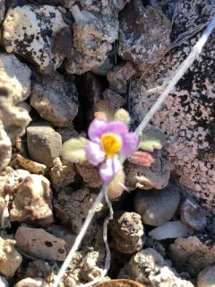naked-stemmed phacelia thumbnail 1